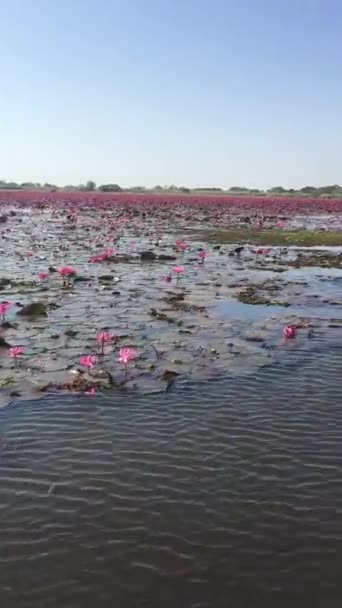 Розовые Цветы Лотоса Пруду Выглядят Красиво Природе Таиланде — стоковое видео