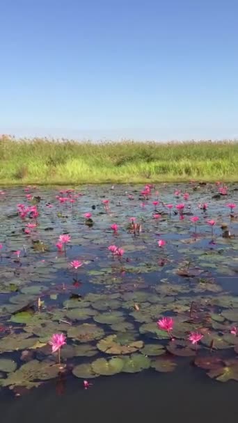 池のピンクの蓮の花はタイの自然の中で美しく見えます — ストック動画