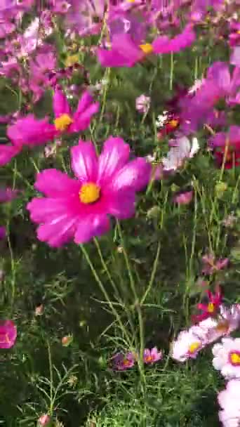 Barevné Květiny Které Pohybují Větrem Fouká Nepřetržitě — Stock video
