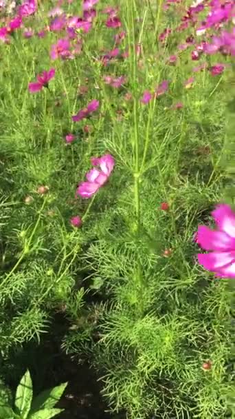 Fleurs Colorées Qui Bougent Avec Vent Soufflant Continuellement — Video