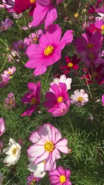 Kleurrijke Bloemen Die Bewegen Met Wind Waait Continu — Stockvideo