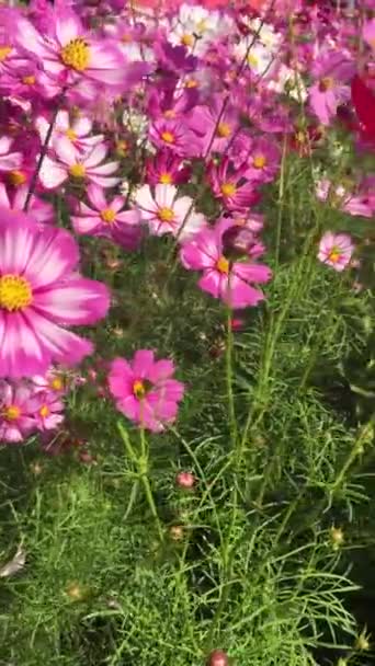 Красочные Цветы Которые Движутся Ветром Дуют Непрерывно — стоковое видео