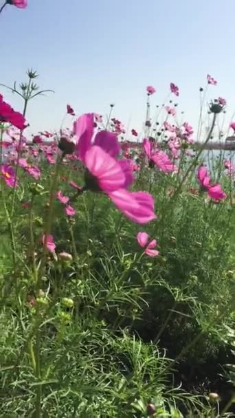 Kolorowe Kwiaty Które Poruszają Się Wiatrem Wieje Stale — Wideo stockowe