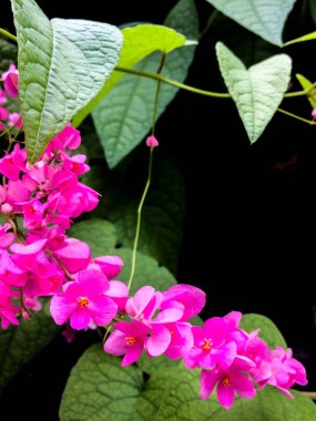 Parlak pembe çiçekler doğal olarak güzel görünür..