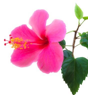 Parlak pembe çiçekler doğal olarak güzel görünür..