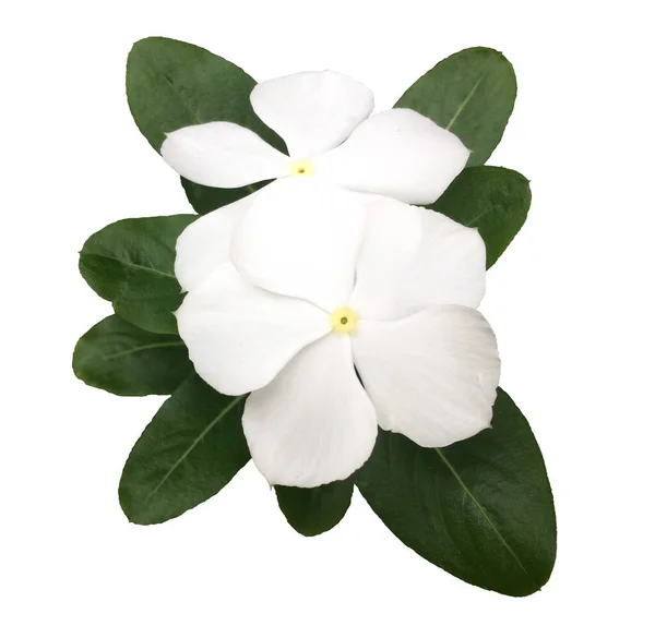 Flores Blancas Con Hojas Verdes Acompañantes — Foto de Stock