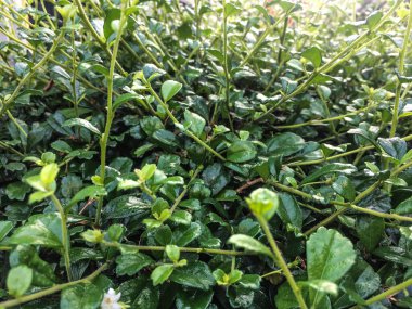 Parlak yeşil ağaç tepeleri doğal ve güzel görünüyor..