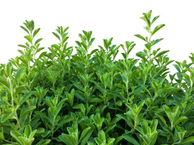 Parlak yeşil ağaç tepeleri doğal ve güzel görünüyor..