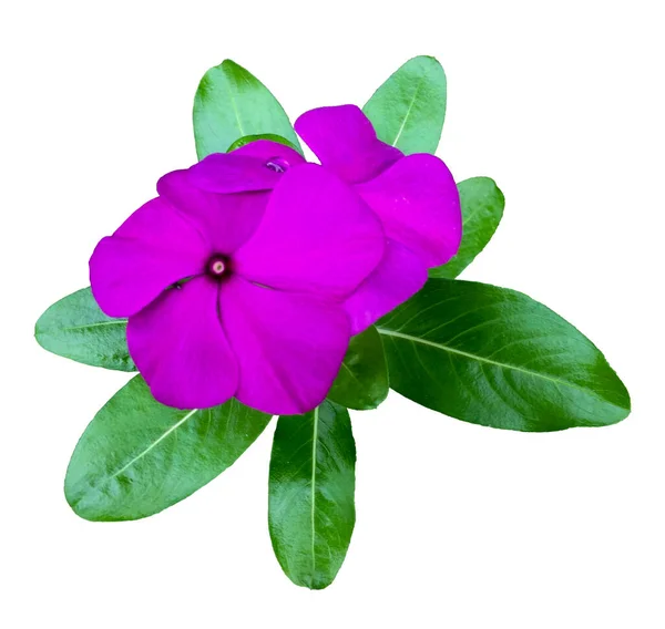 Flores Púrpuras Brillantes Sobre Fondo Blanco — Foto de Stock