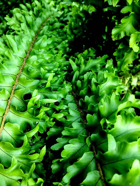 Green Leaves Wavy Edges Overlapping Each Other Look Bright — Stock Photo, Image
