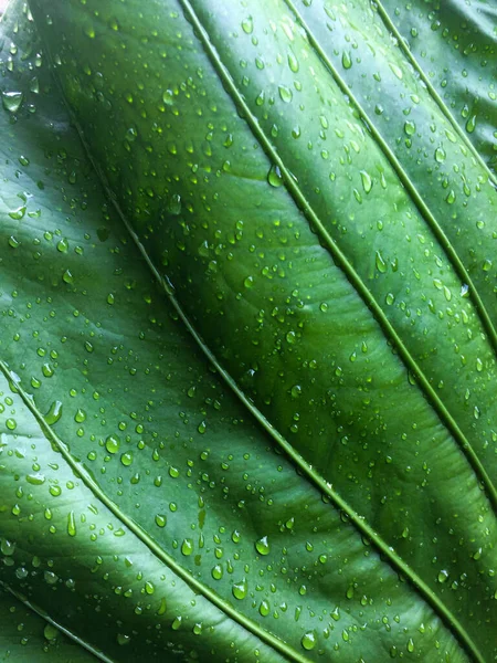 Die Leuchtend Grünen Blätter Sind Mit Wassertropfen Übersät — Stockfoto