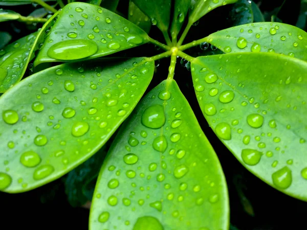 Folhas Verdes Brilhantes Estão Espalhadas Com Gotas Água — Fotografia de Stock