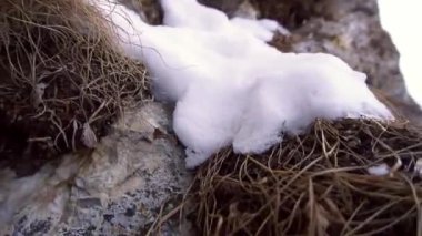 Taze beyaz kar İskoçya 'da kayalık oluşumlarda büyüyen bitki örtüsünün üzerinde yatar. Soğuk kış gününde Kafkasya dağlarında vahşi doğa