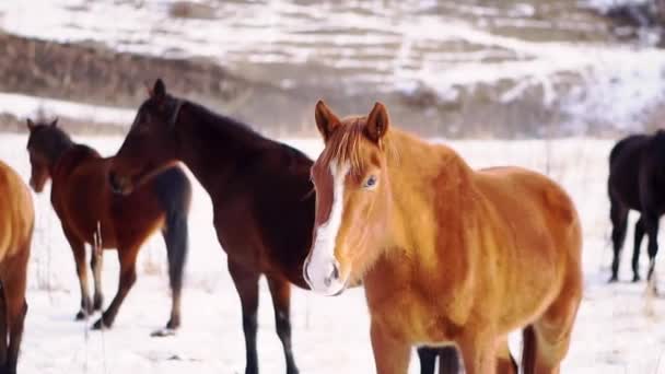 Brązowe Konie Stoją Pastwisku Górach Pokrytych Śniegiem Głodny Zwierzę Wypasam — Wideo stockowe