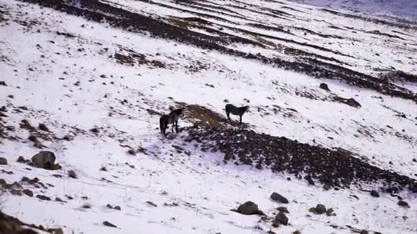 Лошади Ищут Свежую Пищу Склоне Покрытом Белым Снегом Домашние Животные — стоковое видео