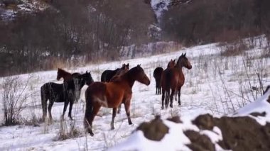 Kahverengi atlar, beyaz karla kaplı kuru otlarla vadide duruyor. Çiftlik hayvanları, kışın yakın planda Kafkasya dağlarında çayırlarda otlarlar.