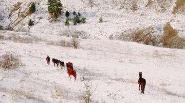 Horses graze near small green house in valley covered with white snow. Wildlife and scenic nature of Caucasus mountains in winter aerial view