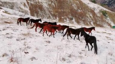 Herd of horses walks in valley with dry wild grass in white snow. Wildlife and nature of snowy Caucasus mountains in winter time aerial view