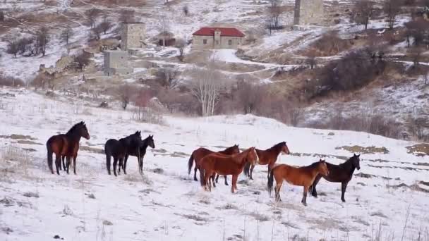 馬の群れは雪の谷を歩き 乾いた草が食べ物を探しています 寒い冬の日にはコーカサス山脈の斜面で動物が放牧されます — ストック動画