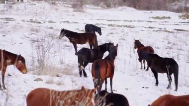 At sürüsü, karlı vadide kuru otlarla yiyecek aramak için yürür. Hayvanlar soğuk kış günlerinde Kafkasya dağlarının yamaçlarında otlarlar.