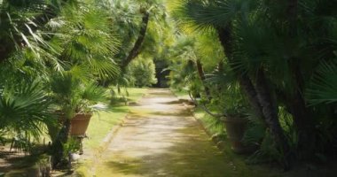 Sorrento parkındaki parlak güneş ışığıyla aydınlatılan küçük tropikal palmiye ağaçlarıyla kaplı toprak yolu. Güney İtalya 'da heyecanlı turistler için konum ve eğlence