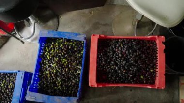 Eski mermer masada taze siyah zeytinli plastik sandıklar. Çiftçi, hasattan sonra ev yapımı sebze yağı üretmek için zeytin hazırlıyor