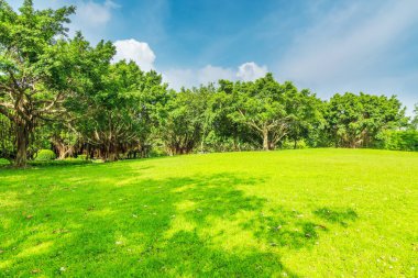 Parktaki günışığı ormanı ve çayırlar 