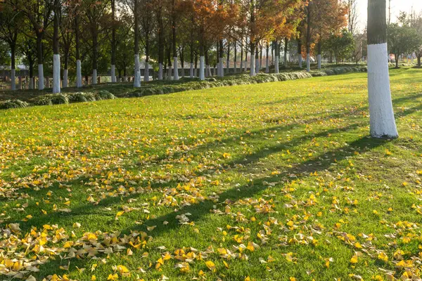 stock image Fallen leaves of ginkgo trees on grass in autumn park