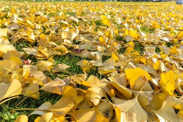 stock image Fallen leaves of ginkgo trees on grass in autumn park