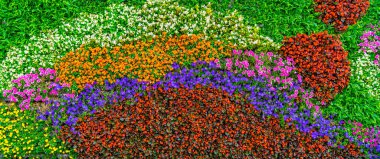 Çiçeklerin ve bitkilerin arkaplan malzemesi