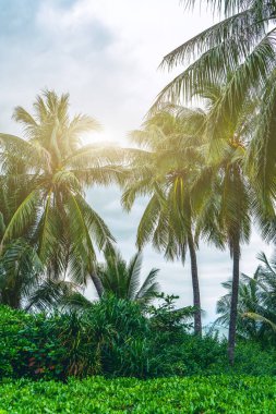 Tropik bitki yeşili palmiye