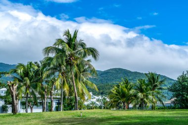 Tropik bitki yeşili palmiye