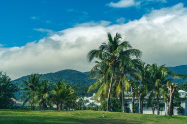 Tropik bitki yeşili palmiye