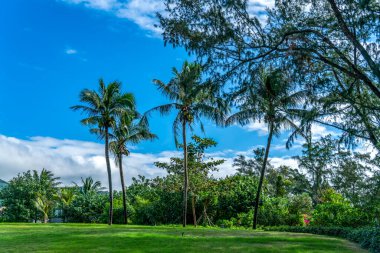 Tropik bitki yeşili palmiye