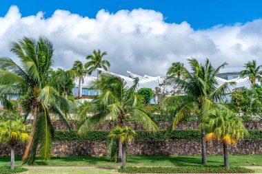 Tropik bitki yeşili palmiye
