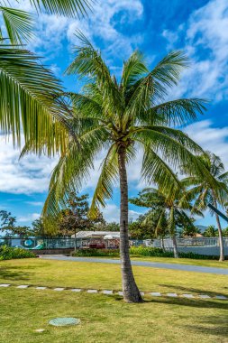 Tropik bitki yeşili palmiye