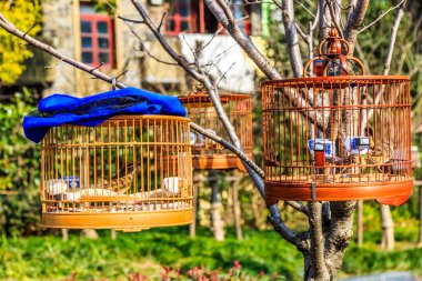 Parktaki ağaçta asılı duran kuş kafesi