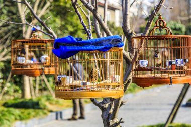 Parktaki ağaçta asılı duran kuş kafesi