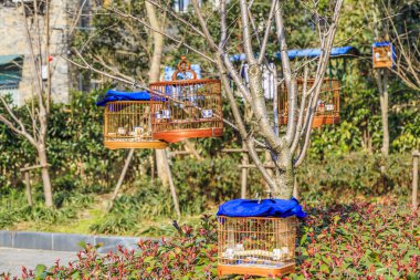 Parktaki ağaçta asılı duran kuş kafesi