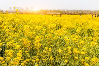 Çiçeklenme alanıpanoraması, sarı tecavüz