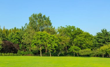 Parktaki günışığı ormanı ve çayırlar 