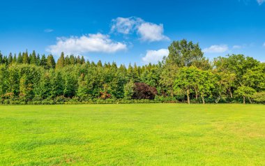 Parktaki günışığı ormanı ve çayırlar 