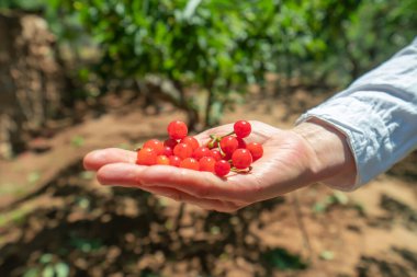 Bahçeden taze kiraz topluyorum.