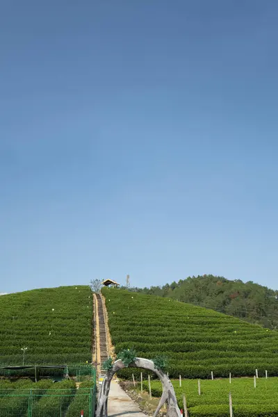 stock image Hangzhou Qiandao Lake Tea Mountain