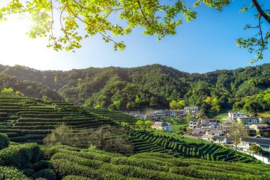 Hangzhou Batı Gölü Longjing Çay Dağı