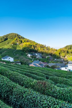 Hangzhou Batı Gölü Longjing Çay Dağı