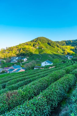 Hangzhou Batı Gölü Longjing Çay Dağı