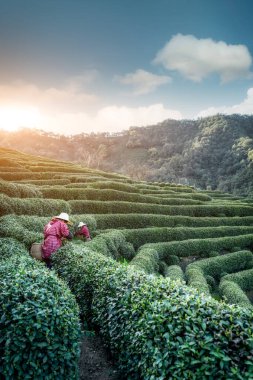 Hangzhou Batı Gölü Longjing Çay Dağı