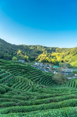 Hangzhou Batı Gölü Longjing Çay Dağı