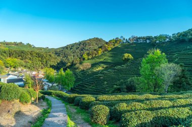 Hangzhou Batı Gölü Longjing Çay Dağı